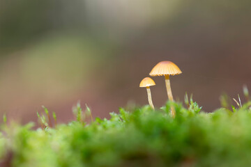Mycena growing on a fallen oak branch or on the soil