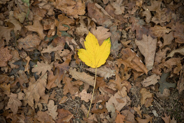 Autumn leaves on the ground