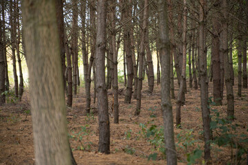 Fototapeta premium Trees in the autumn forest