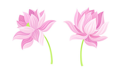 Set of pink lotus flowers. Beautiful flower, symbol of oriental practices, yoga, wellness industry, ayurveda products vector illustration