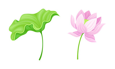 Fototapeta na wymiar Pink lotus flower and leaf set. Beautiful plant, symbol of oriental practices, yoga, wellness industry, ayurveda products vector illustration