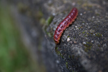 Close-up of the red caterpillar