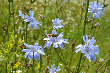 Blossom chicory (Cichorium intybus)