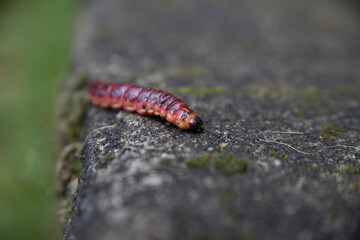 Close-up of the red caterpillar