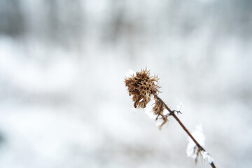 Dry branch with flower covered in snow on the winter field. Winter season begins