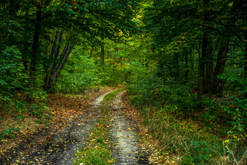 ścieżka w lesie jesienią - obrazy, fototapety, plakaty