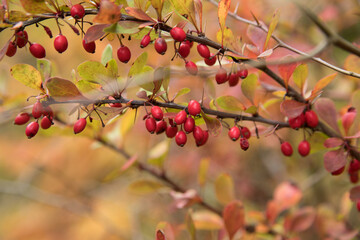 Barberry fruit in close-up