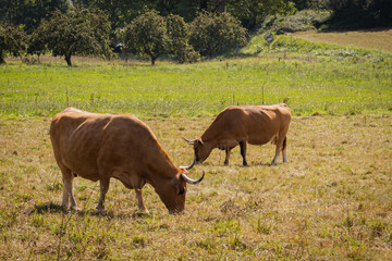 Cows grazing in the green meadow. sustainable ecological nature