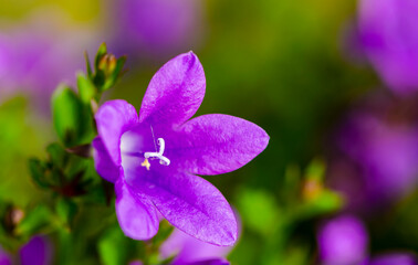 Fototapeta na wymiar Natural plant background, Flowers, Plant, Amazing Colors,