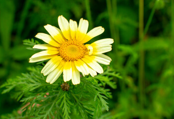 Obraz premium Natural plant background, Flowers, Plant, Amazing Colors,