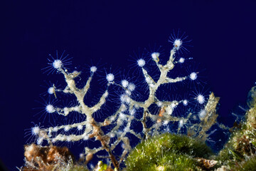 A collection of hydroids on a piece of coral have grown in such a way that they look like Christmas trees