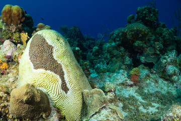 Stony coral tissue loss disease (SCTLD) has ravaged this brain coral as can be seen by the white...
