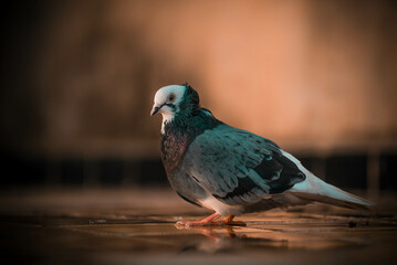 pigeon in the city