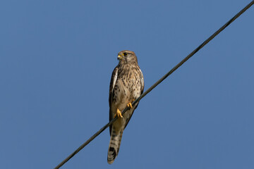 青空とチョウゲンボウ