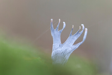 Special fungus Xylaria hypoxylon growing on decaying wood