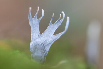 Special fungus Xylaria hypoxylon growing on decaying wood