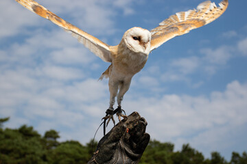 The barn owl flies up from the falconer's hand. Bird of prey of the barn owl family, owl family