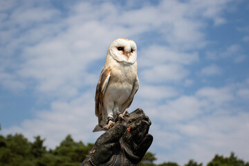 Barn owl on the hand of a falconer. Bird of prey of the barn owl family, owl family