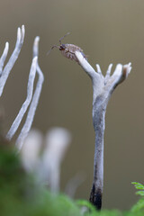 Special fungus Xylaria hypoxylon growing on decaying wood