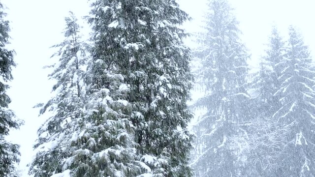 Blizzard - Heavy Snow Storm detail in 4K VIDEO. Wild falling snowflakes in the wind. Low depth of field and blurred pine trees in the background.