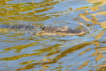 An Alligator swimming in a Swamp in Florida 
