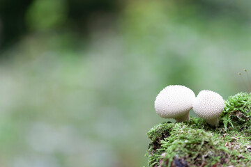 Puffball Lycoperdon perlatum growing on soil or in the moss