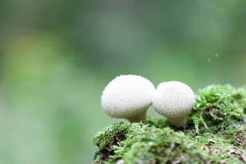 Puffball Lycoperdon perlatum growing on soil or in the moss