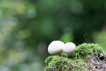 Puffball Lycoperdon perlatum growing on soil or in the moss