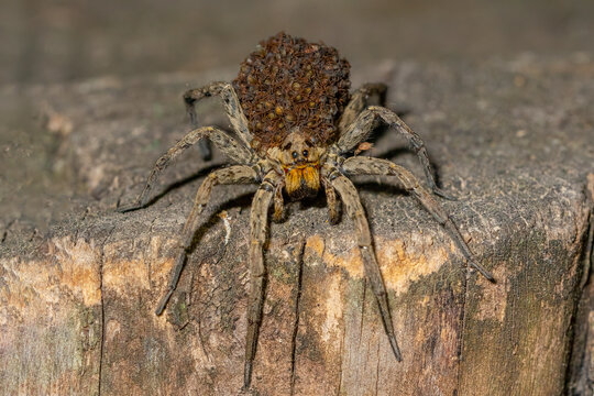 Hogna radiata family. Lycosidae. Spider isolated in its natural environment.