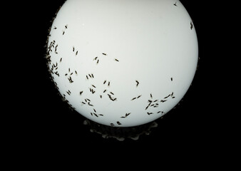 midges and flies clung to a bright glowing white lamp against a black background