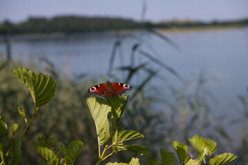 Peacock butterfly near the lake