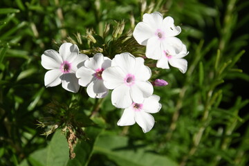 closeup of a the phlox flowering in the city garden