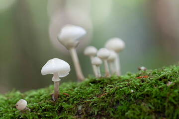 Porcelain fungus Oudemansiella mucida growing on decaying wood