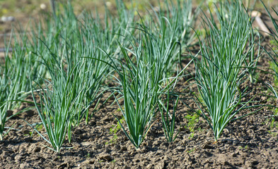 Spring in the garden grows young green onions