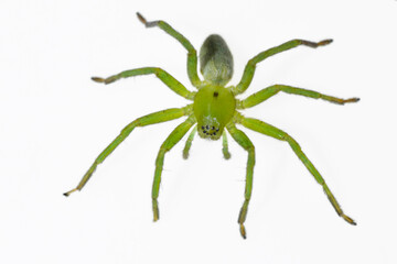 Micrommata ligurina. Family Sparassidae. Spider isolated on a white background