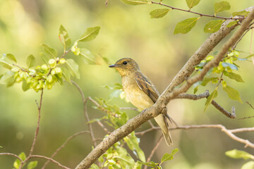 枝と葉とキビタキ