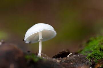 Fototapeta premium Porcelain fungus Oudemansiella mucida growing on decaying wood