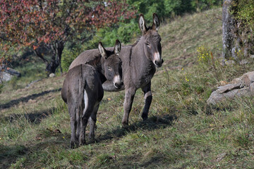 Fototapeta premium Pair of young donkeys in the middle of the meadow
