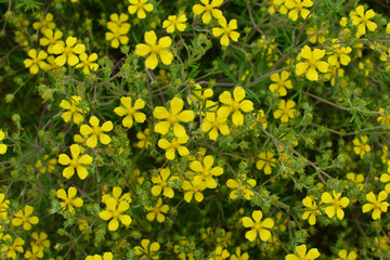 Obraz premium In nature grows potentilla