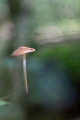 Rooting shank fungus Oudemansiella radicata growing on the soil