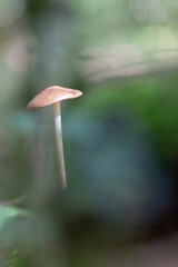 Rooting shank fungus Oudemansiella radicata growing on the soil