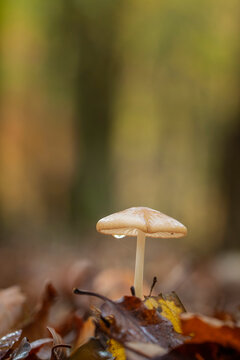 Rooting shank fungus Oudemansiella radicata growing on the soil