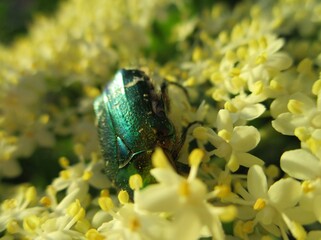 Cétoine dorée (Cetonia aurata)
