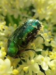 Rose chafer  (Cetonia aurata) on elderflowers