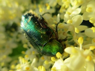 Cétoine dorée (Cetonia aurata) sur des fleurs de sureau 