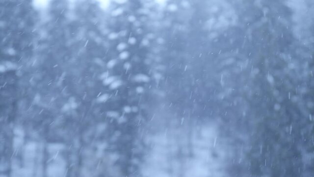 Blizzard - Heavy Snow Storm detail in 4K VIDEO. Wild falling snowflakes in the wind. Low depth of field and blurred pine trees in the background. Close-up.