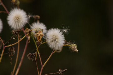 Seeds of a Canola Plant