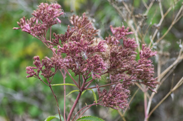 Close up of a Flower