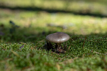 mushroom in the forest