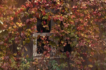 A closeup shot of colorful leaves above a window by autumn day